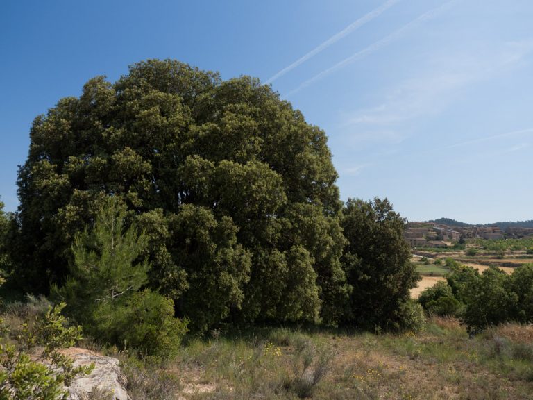 Arbres Singulars, Alzina de la Pastora