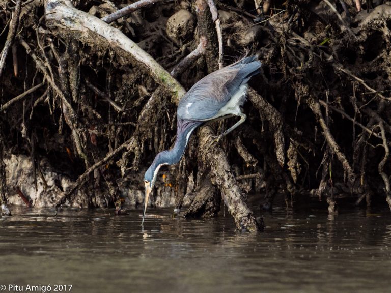 Bernat tricolor pescant, tricolor heron fishing. Everglades NP, Florida.