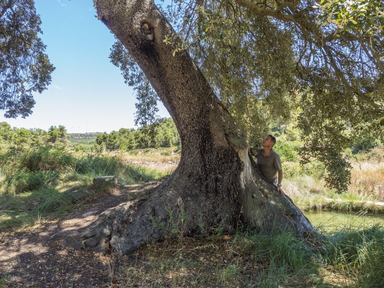 Alzina de la Costa del Pastoret, Quercus ilex, Blancafort, Conca de Barberà. Arbres Singulars de l'Alt Francolí
