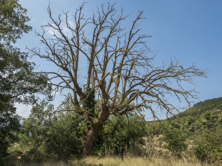 El roure mort de la Gavatxa