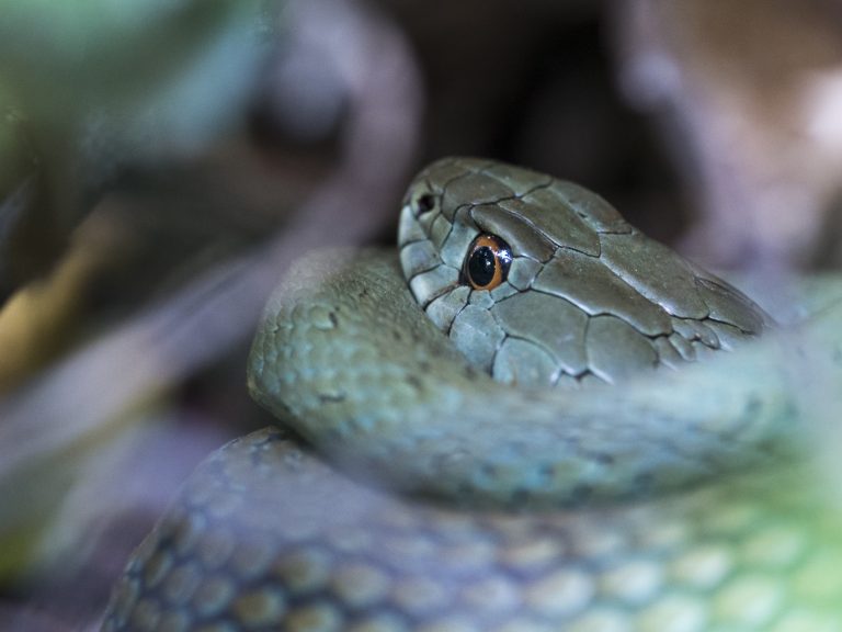 Serp verda Malpolon monspessunalus