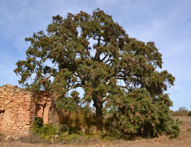 L'alzina de pla de Conill, Quercus ilex, l'Espluga de Francolí
