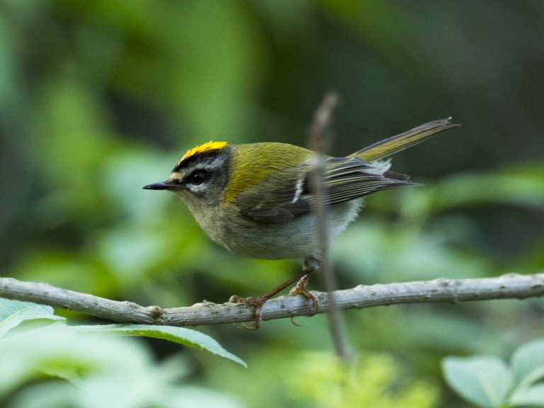 Bruel, Regulus ignicapilla