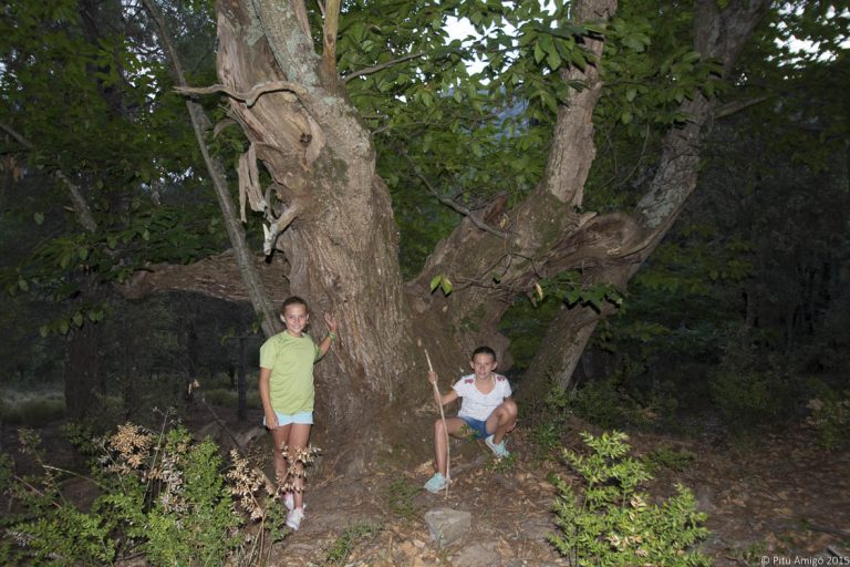 Castanyer vell Hort de les Monges. Castanea sativa. PNIN Poblet. Arbres Singulars