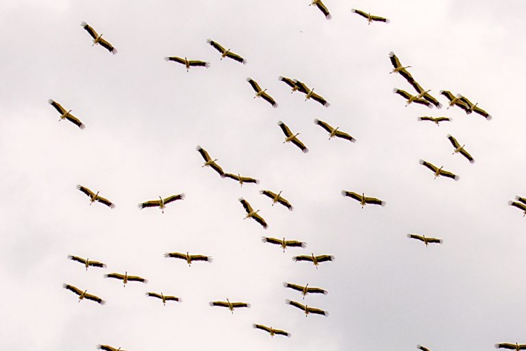 Estol de cigonyes, a Sta Maria de Palautordera, Baix Montseny