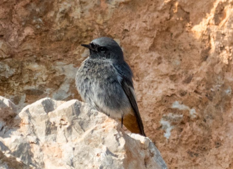 La cotxa fumada (Phoenicurus ochruros)