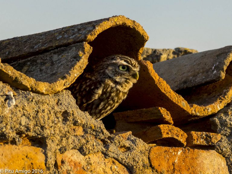 Mussol, Athene noctua, l'Espluga de Francolí, Conca de Barberà. NaturaSingular
