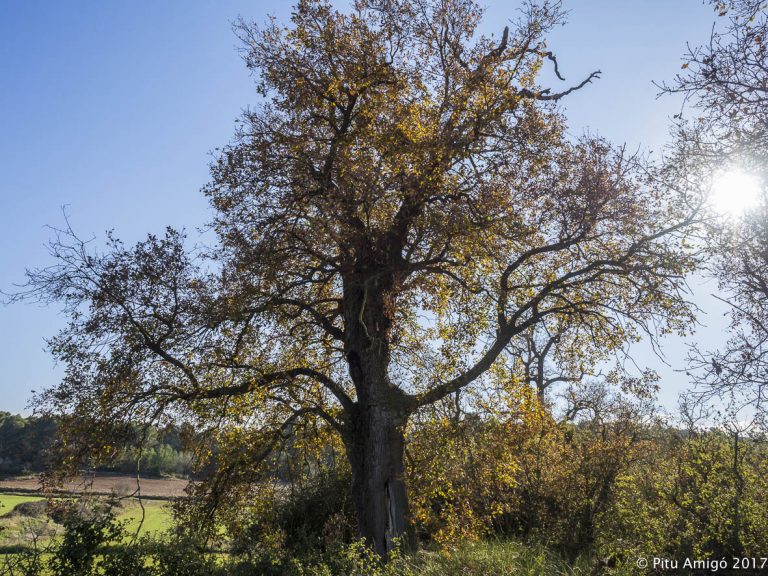 El reboll vell (Quercus faginea valentinae) del mas de Baltasar, l'Espluga de Francolí, Conca de Barberà. Arbres Singulars