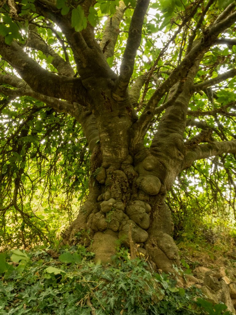 Figuera (Ficus carica) del Puig Coniller, l'ESpluga de Francolí