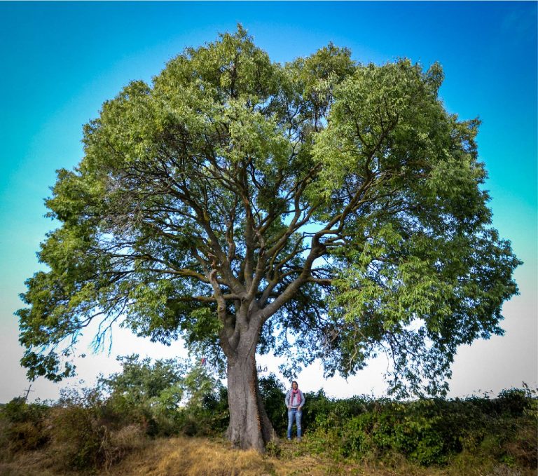 Lledoner de Poblet, Celtis australis, Vimbodí i Poblet