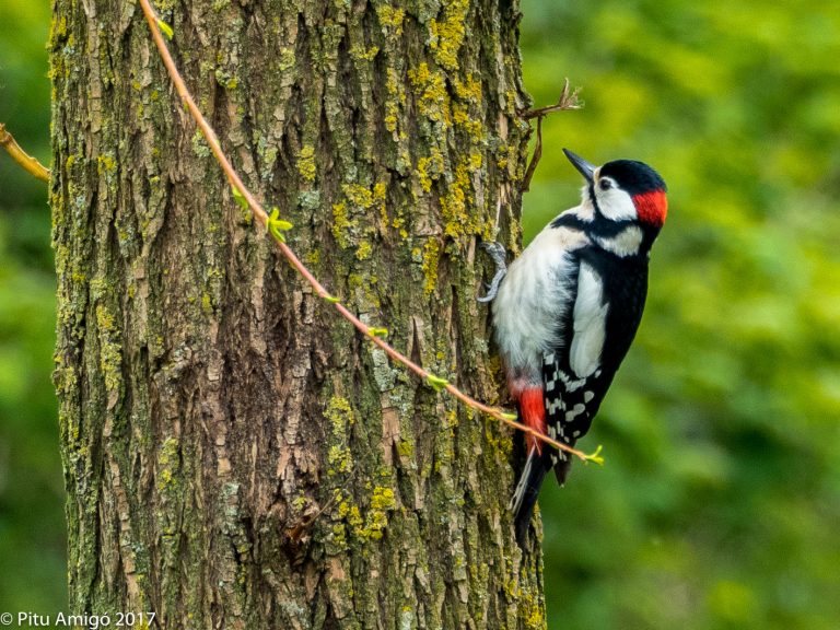 Picot garser gros (Dendrocopos major)