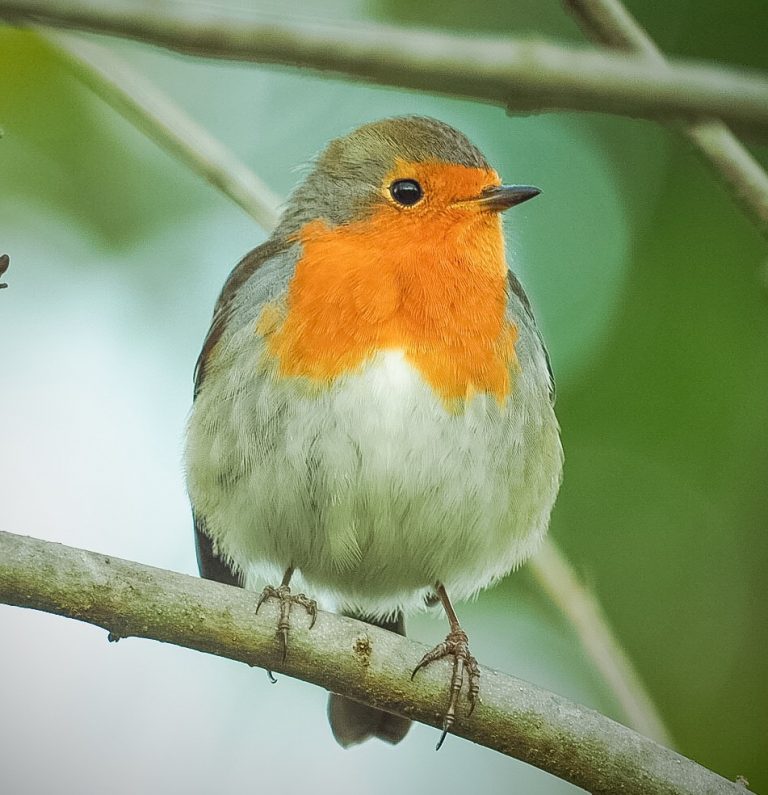 Pit roig (Erithacus rubecula), fauna de la Conca de Barberà, Natura Singular