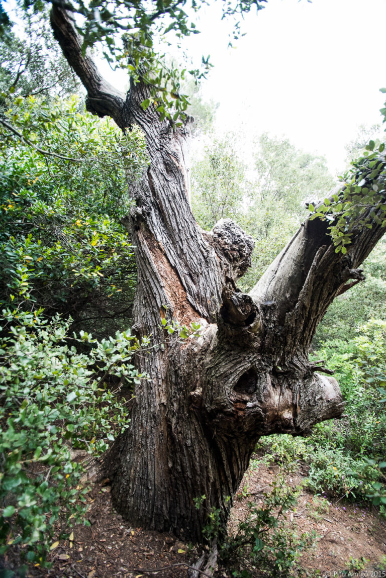 El castanyer mort de l'ermita. Castanea sativa. L'Espluga de Francolí. Arbres Singulars