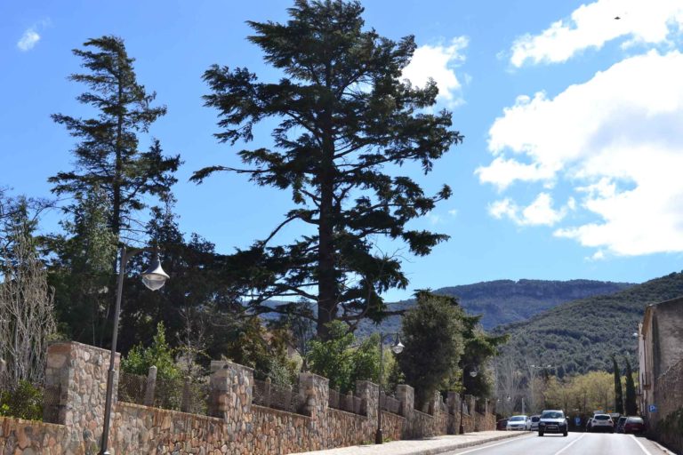 El Cedre dels Salesians, Cedrus atlantica. Poblet. Arbres Singulars.