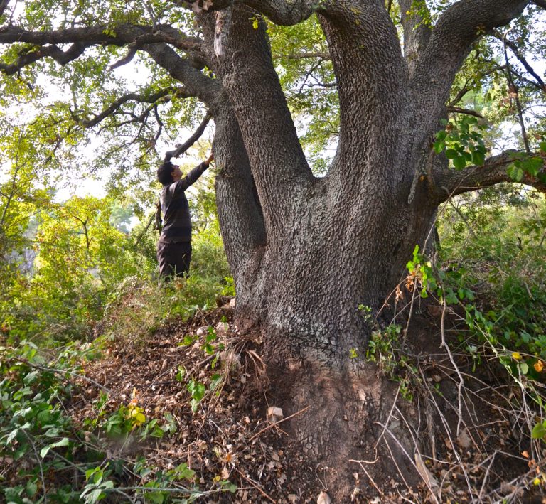 El Reboll del Pau, Quercus cerrioides. L'Espluga de Francolí. Arbres Singulars, amb Pau Bonet.