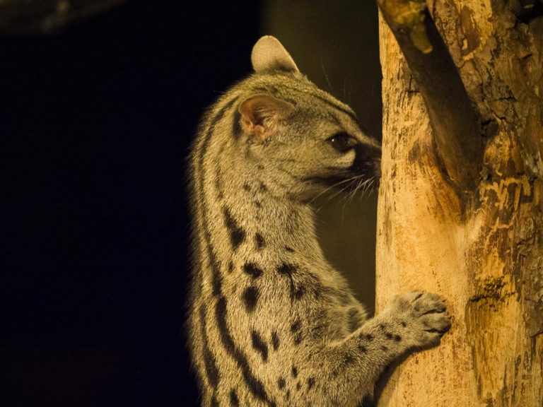 Gat mesquer, genetta genetta, Catalunya. Natura Singular