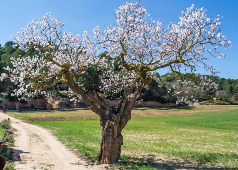 L'atmetller de l'Andreu, Prunus dulcis. L'Espluga de Francolí. Arbres Singulars.