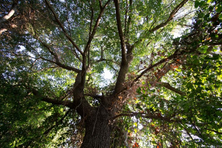 El reboll del Peu del Bosc, Quercus cerrioides. L'Espluga de Francolí. Arbres Singulars.