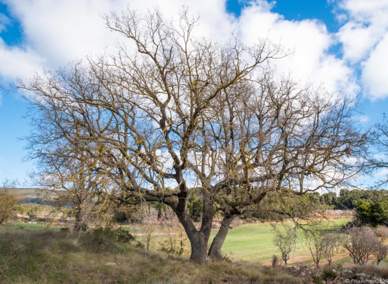 Rebolls del mas dels Frares, Quercus faginea valentianea, l'Espluga de Francolí. Arbres singulars
