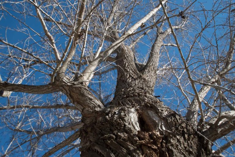 Xop de la bassa d'en Jan, l'Espluga de Francolí, Arbres Singulars