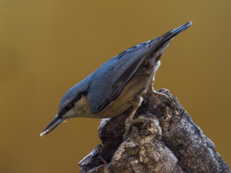 Pica-soques blau, Sitta europaea. Natura Singular. Fauna de la Conca.