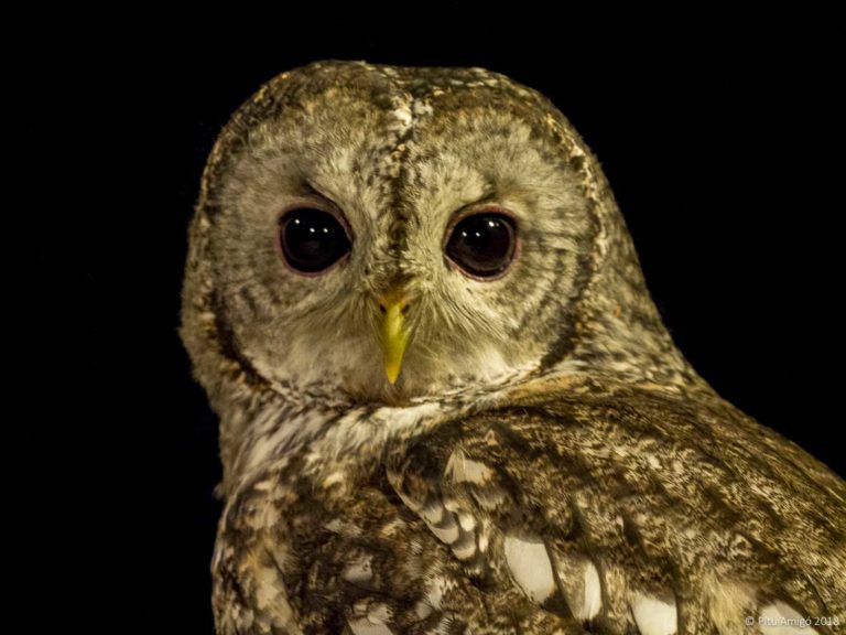 Gamarús (Strix aluco). Natura Singular. Fauna de la Conca de Barberà.
