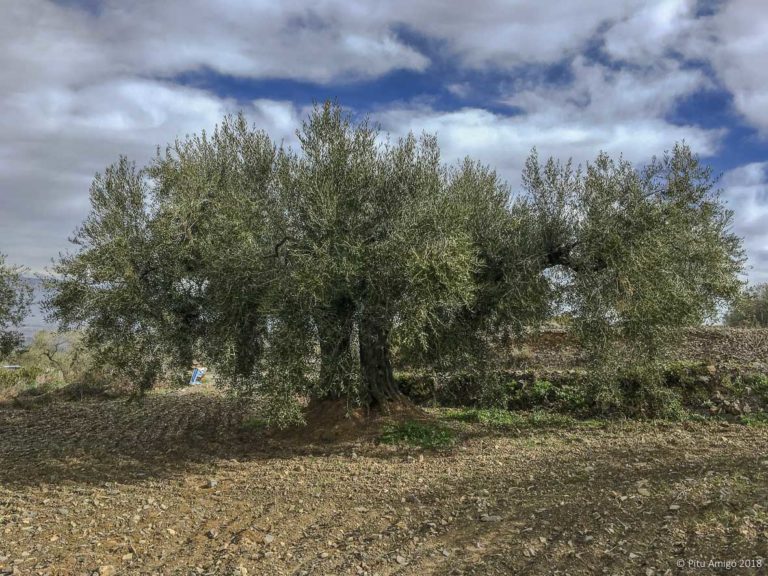 L'Oliver del Teixidó. l'Espluga de Francolí. Arbres Singulars.