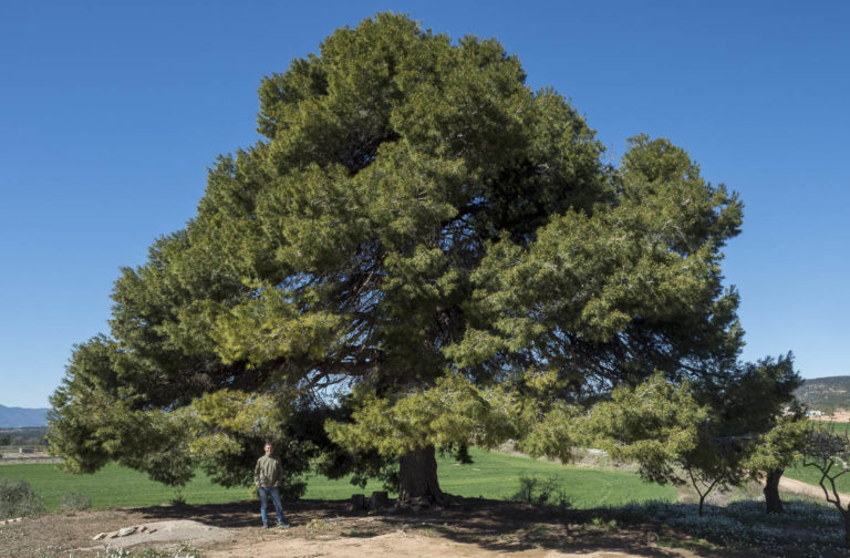 El pi del mas de Segarreta. l'Espluga de Francolí. Arbres Singulars amb Pitu Amigó.