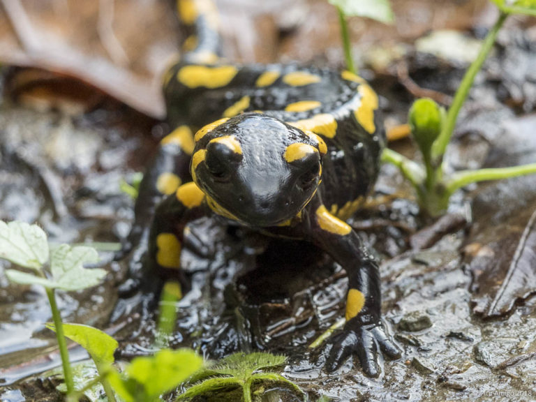 Salamandra (Salamandr salamandra). Natura Singular. Fauna de la Conca de Barberà.