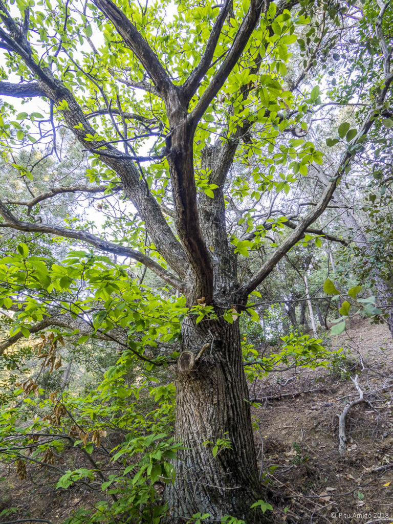 Castanyer del coll de la Bena (Castanea sativa), l'Espluga de Francolí. Arbres singulars.