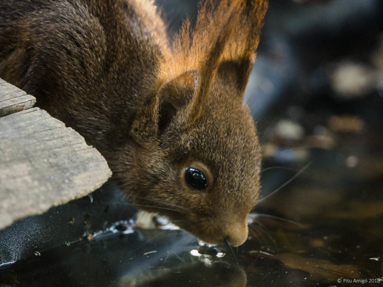 Esquirol (Sciurus vulgaris). Natura Singular. Fauna de la Conca de Barberà.