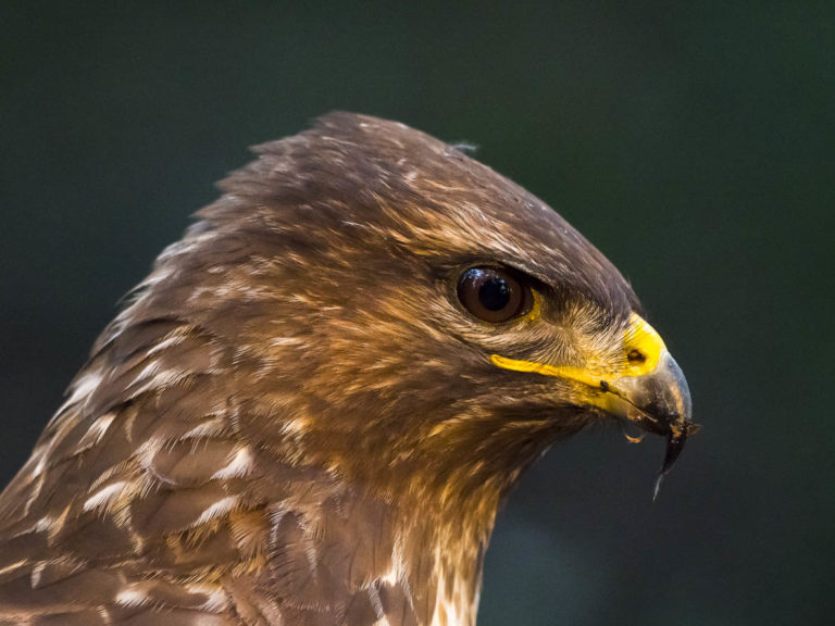 Miloca o aligot (Buteo buteo). Natura Singular. Fauna de la Conca de Barberà.