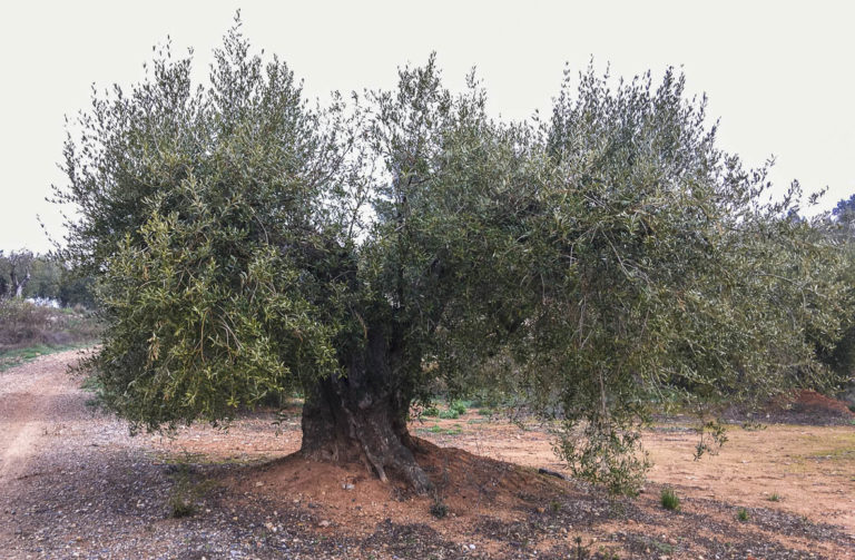L'Oliver vell dels Argelics, l'Espluga de Francolí. Arbres Singulars.