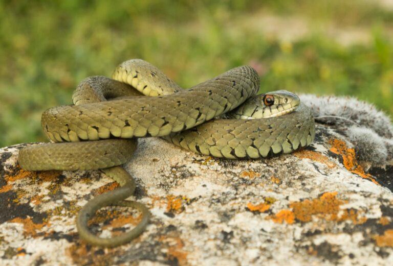 Serp de collaret, Natrix astreptophora. Foto: Cristian Luque