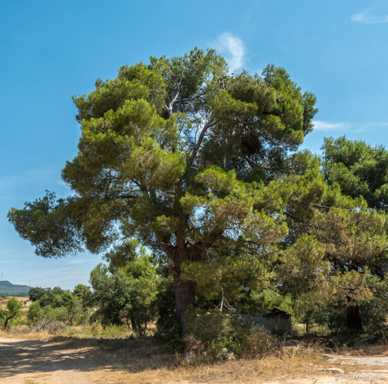 El pi gros del Pla de la Ruda, l'Espluga de Francolí. Arbres Singulars