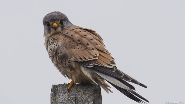 Xoriguer (Falco tinnunculus) mascle. L'Espluga de Francolí. Natura Singular