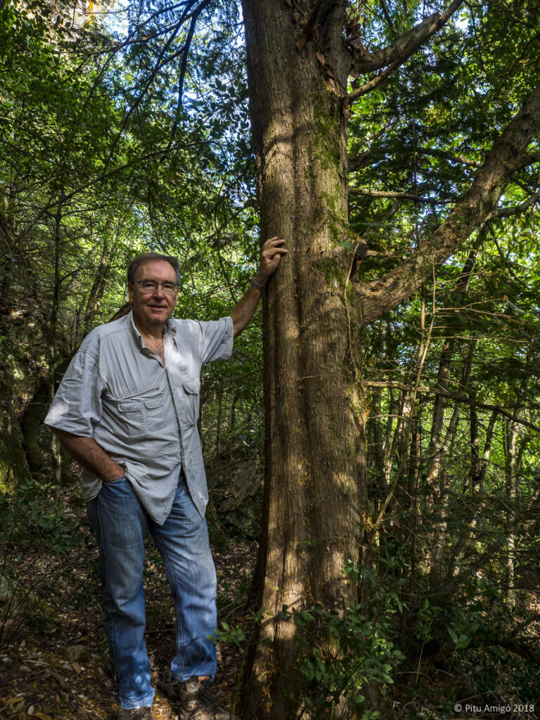 El teix gran de l'aigüeta (Taxus baccata). PNIN Poblet, l'Espluga de Francolí. Arbres SIngulars amb Antoni Carreras i Casanovas.