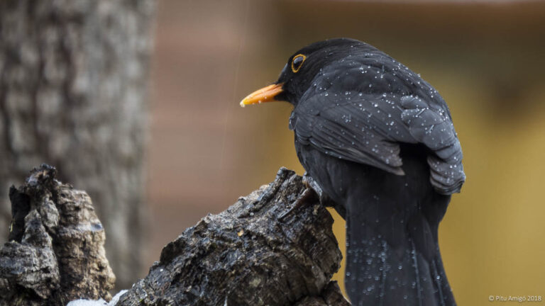 Merla (Turdus merula). Natura Singular