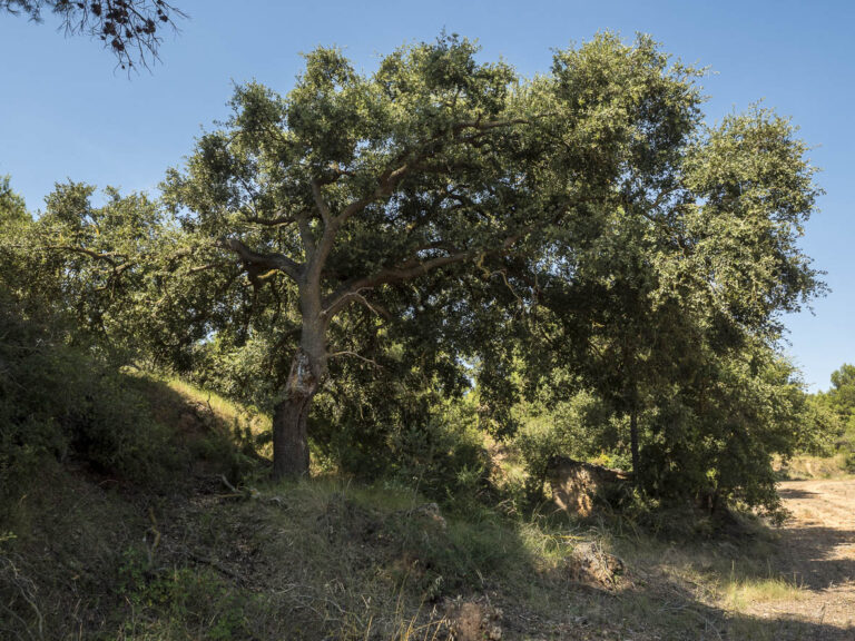 El reboll gran del Camí de les Coces, l'Espluga de Francolí. Arbres Singulars
