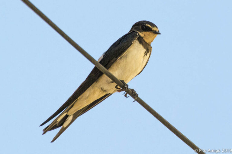 Oreneta comú (Hirundo rustica), l'Espluga de Francolí. Natura Singular