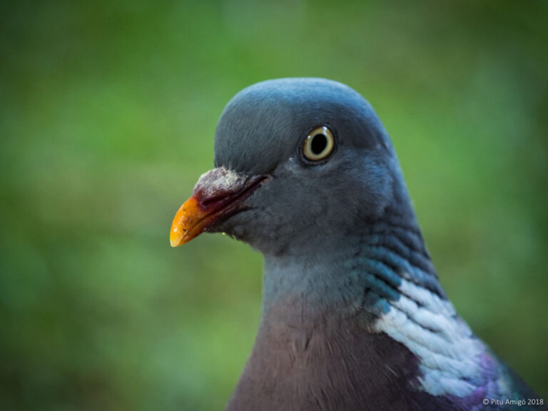 Tudó (Columba palumbus). Natura SIngular.