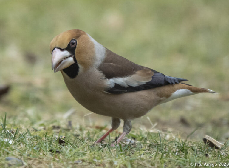 Durbec (Coccothraustes coccothraustes). Natura Singular