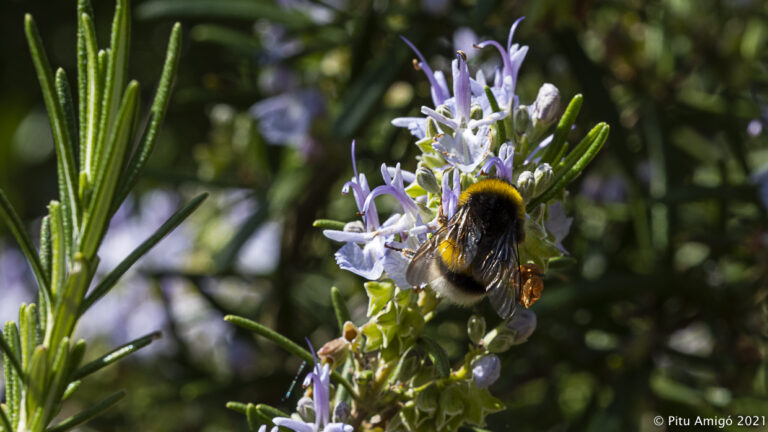 Abellot (Bombus terrestris) sobre un romaní (Rosmarinus officinalis). Natura Singular