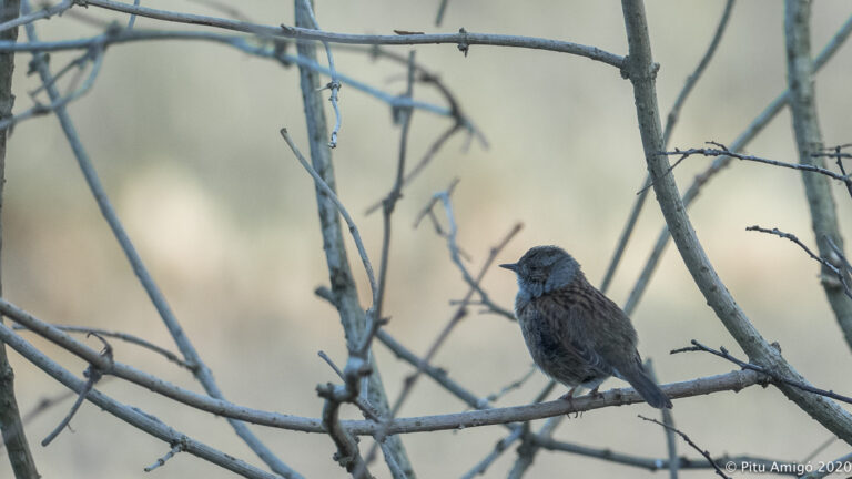 El pardal de bardissa (Prunella modularis)