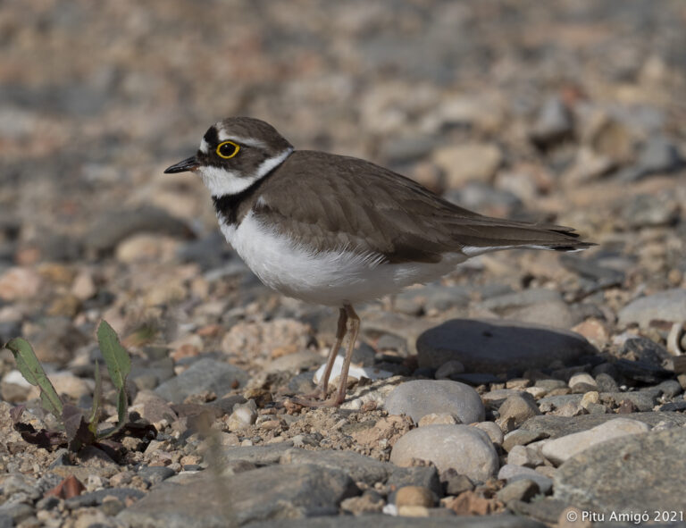 Corriol petit (Charadrius dubius). Natura Singular