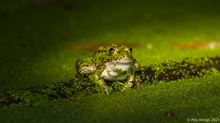 Granota verda (Pelophylax perezi). Natura Singualar
