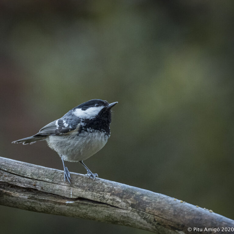 Mallerenga petita (Periparus ater). Natura Singular