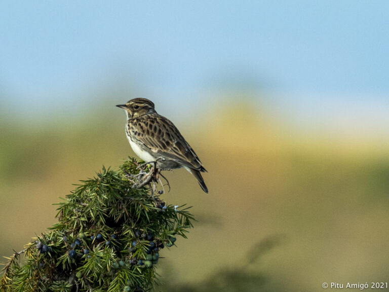Titella (Anthus pratensis). Natura singular