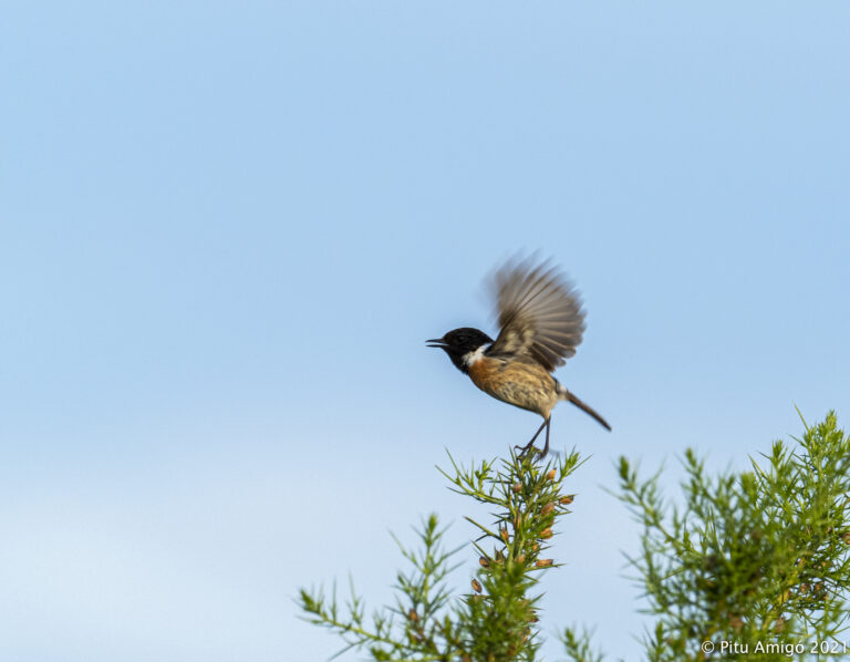 Bitxac comú (Saxicola rubicola) mascle. Natura Singular