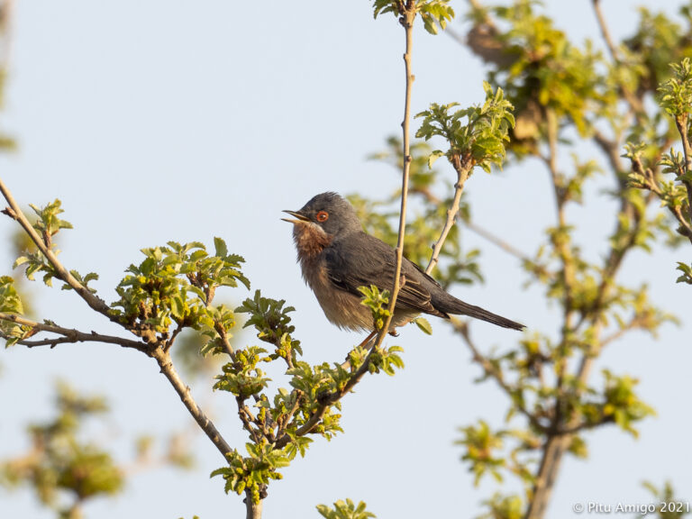 Tallarol de garriga (Sylvia cantillans) mascle. Natura Singular
